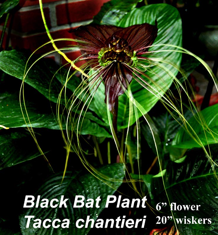 Black Bat 6\"-pot Taca chantieri